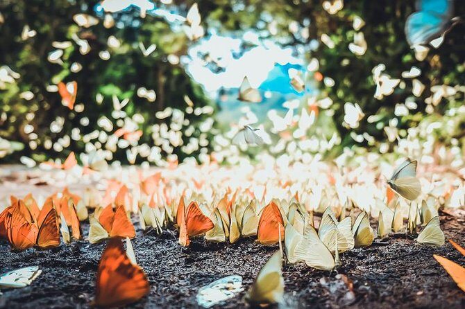 Private Day Tour: Cuc Phuong National Park from Hanoi - Who Should Consider This Tour?