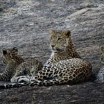 Private Day Tour Of Kumbhalgarh Fort & Wildlife Sanctuary From Udaipur - The Journey Begins: From Udaipur to Kumbhalgarh