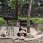 Private Day Tour to Chengdu Panda Base by Round-way Bullet Train from Xian - FAQs