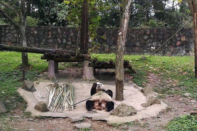 Private Day Tour to Chengdu Panda Base by Round-way Bullet Train from Xian - FAQs