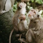 Private Day Trip Bali Rafting, Monkey Forest and Waterfall - Who is This Tour Best For?