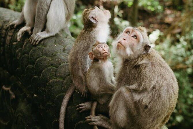 Private Day Trip Bali Rafting, Monkey Forest and Waterfall - Who is This Tour Best For?