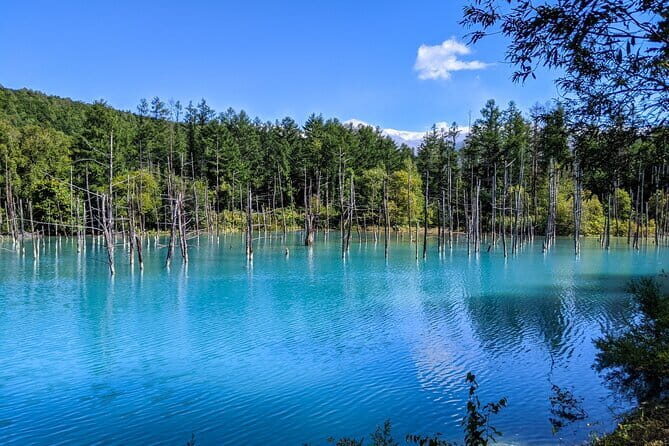 Private Day Trip to Asahiyama Zoo and Biei Blue Pond - Assessing the Value and Suitability