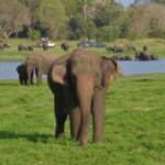 Private Day Trip to Pidurangala Rock & Jeep Safari From Colombo - FAQs