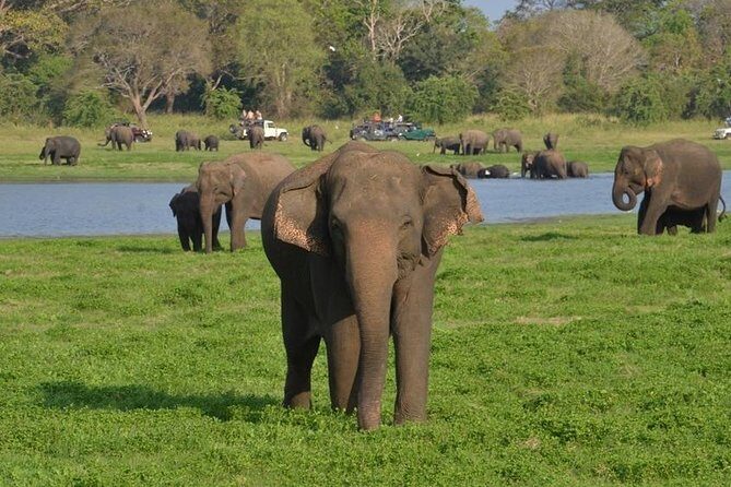 Private Day Trip to Pidurangala Rock & Jeep Safari From Colombo - FAQs