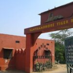 Private Day Trip to Ranthambore Tiger Reserve from Jaipur - A Deep Dive into the Ranthambore Experience