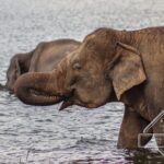 Private Elephant Safari Tour at Hurulu Eco Park - The Value of a Private Elephant Safari