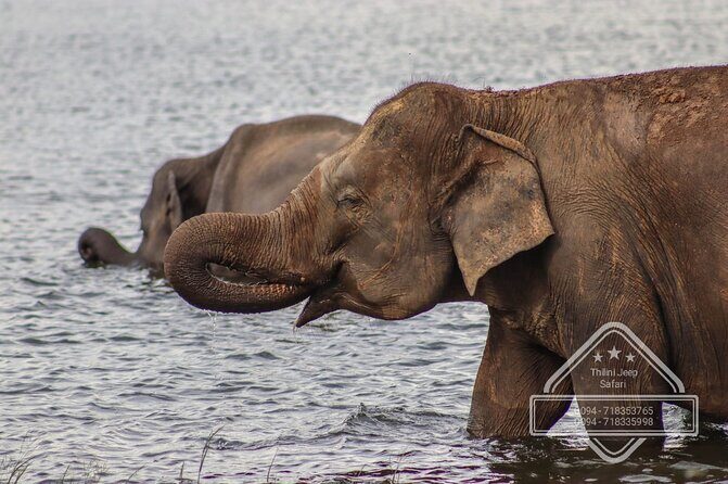 Private Elephant Safari Tour at Hurulu Eco Park - The Value of a Private Elephant Safari