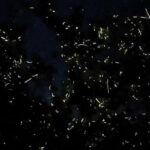 Private Firefly Watching Night Cruise on Bohol Abatan River - The Sum Up: Why You’ll Love This Firefly Experience