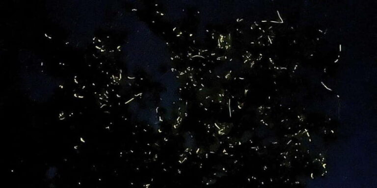 Private Firefly Watching Night Cruise on Bohol Abatan River - The Sum Up: Why You’ll Love This Firefly Experience