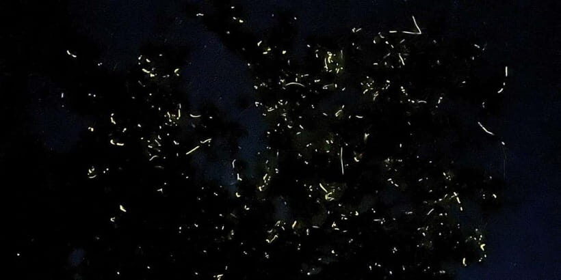 Private Firefly Watching Night Cruise on Bohol Abatan River - The Sum Up: Why You’ll Love This Firefly Experience