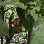 Private Full-Day Bukit Lawang Trekking Tour From Medan - A Closer Look at the Itinerary