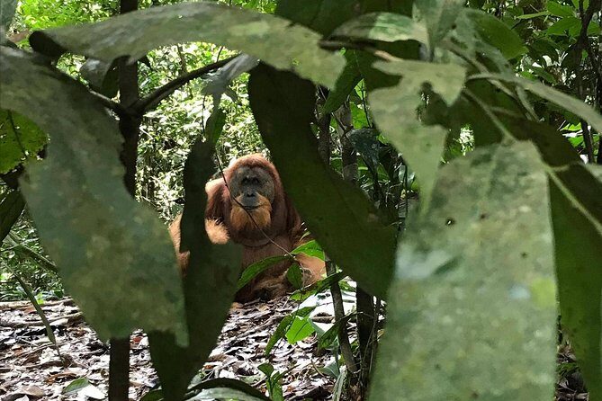 Private Full-Day Bukit Lawang Trekking Tour From Medan - A Closer Look at the Itinerary