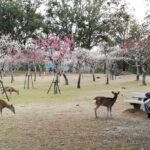 Private Full-Day Nara Tour Hozanji Temple Cable Car and Nara Park - Practical Details: What to Expect
