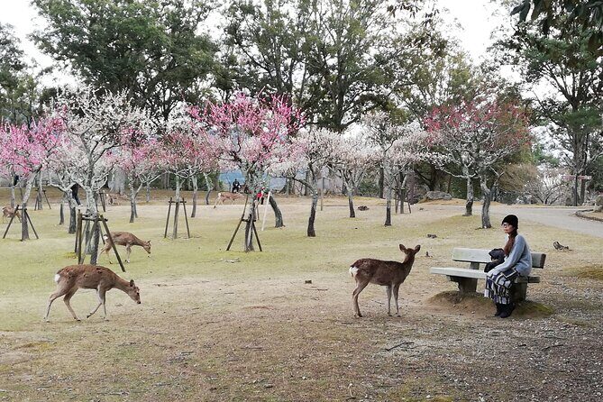 Private Full-Day Nara Tour Hozanji Temple Cable Car and Nara Park - Practical Details: What to Expect