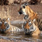 Private Guided Ranthambore National Park Tour from Jaipur - A Detailed Look at the Ranthambore Day Trip