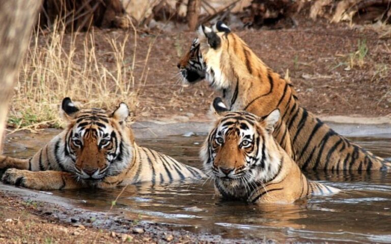 Private Guided Ranthambore National Park Tour from Jaipur - A Detailed Look at the Ranthambore Day Trip