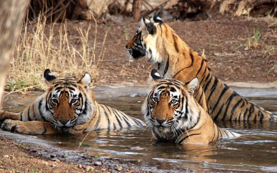 Private Guided Ranthambore National Park Tour from Jaipur - A Detailed Look at the Ranthambore Day Trip