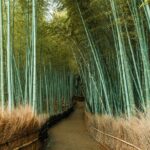 Private Guided Tour from Tokyo to Kyoto - Who Will Love This Tour?