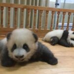 Private Half-Day Chengdu Panda Breeding Center Tour with Optional Volunteer - Who Will Benefit Most?