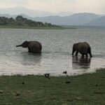 Private Half Day Safari in Udawalawe National Park - The Sum Up: Is This the Right Safari for You?