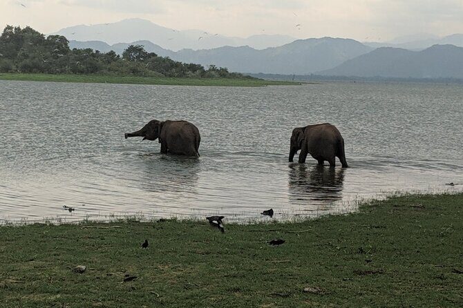 Private Half Day Safari in Udawalawe National Park - The Sum Up: Is This the Right Safari for You?