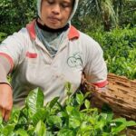 Private Half-Day Tea Village Discovery with lunch in Yogyakarta - Practical Details and Considerations