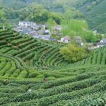 Private Hangzhou Day Tour from Shanghai by Bullet Train - Who Is This Tour Best For?