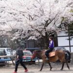 Private Horse Interaction Experience near Mt. Fuji - Who Would Enjoy This Tour?