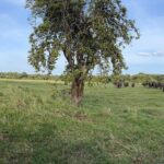 Private Jeep Safari at Minneriya National Parks - An In-Depth Look at the Minneriya Private Jeep Safari Experience