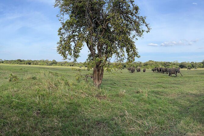 Private Jeep Safari at Minneriya National Parks - An In-Depth Look at the Minneriya Private Jeep Safari Experience