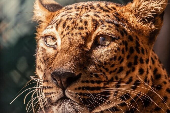 Private Jeep Safaris Tour in Yala National Park - FAQs