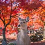 Private Kyoto Nara Tour by Car with Deer, Buddha and More - Who Would Love This Tour?