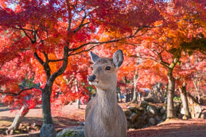 Private Kyoto Nara Tour by Car with Deer, Buddha and More - Who Would Love This Tour?