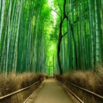 Private Kyoto Sightseeing Tour with Licensed Green-Plate Vehicle - Frequently Asked Questions