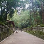 Private Nara Experience with Local Guide - What Sets This Tour Apart?