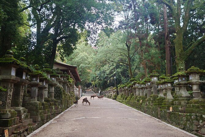 Private Nara Experience with Local Guide - What Sets This Tour Apart?