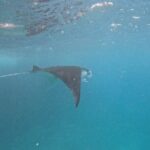 PRIVATE Nusa Penida on Boat Snorkeling & Island Tour (INCLUSIVE) - What to Expect from This Tour