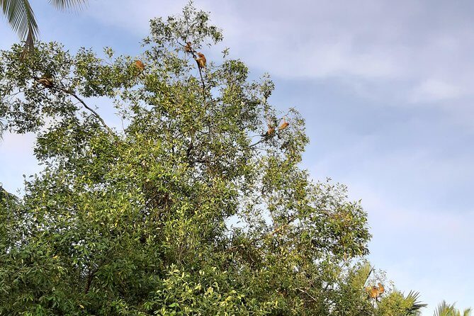 Private Proboscis Monkey & Water Village Tour - Who Should Consider This Tour?