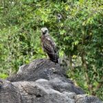 Private Safari Tours in Minneriya National Park - Who Is This Tour Best For?