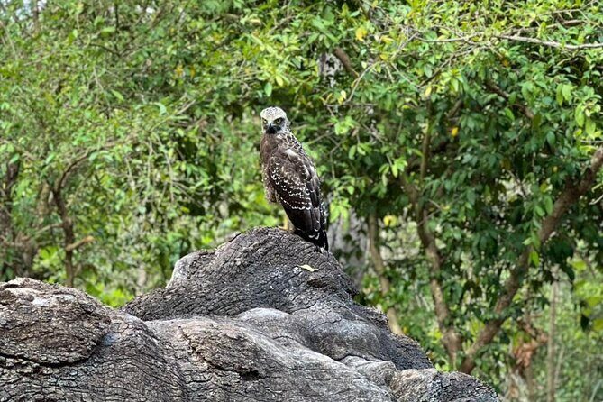 Private Safari Tours in Minneriya National Park - Who Is This Tour Best For?