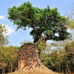 Private Sambor Preikuk & Spean Praptos Guided Tour - Practical Details & Tips for Travelers