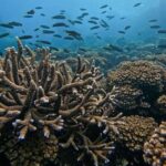 Private Scuba Diving Experience at Marine Park Included Lunch - FAQ