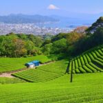 Private Sightseeing Tour from Shimizu Port / Sedan Taxi - The Sum Up