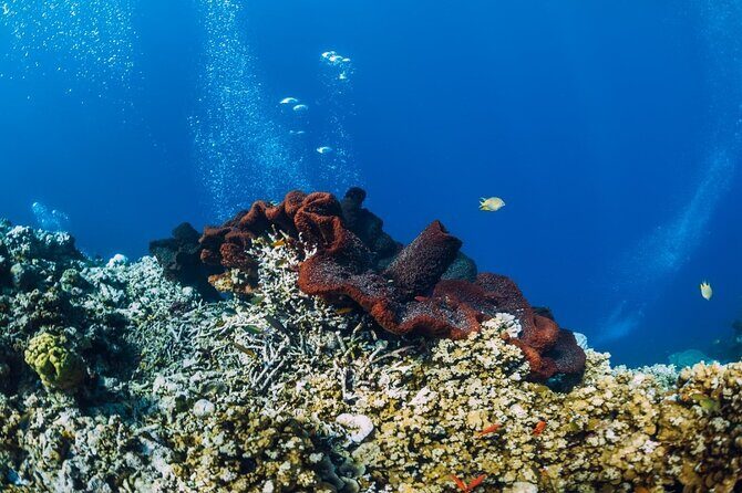 Private Snorkeling Start Gili Meno and Explore 4 Spots with GoPro - Final Thoughts