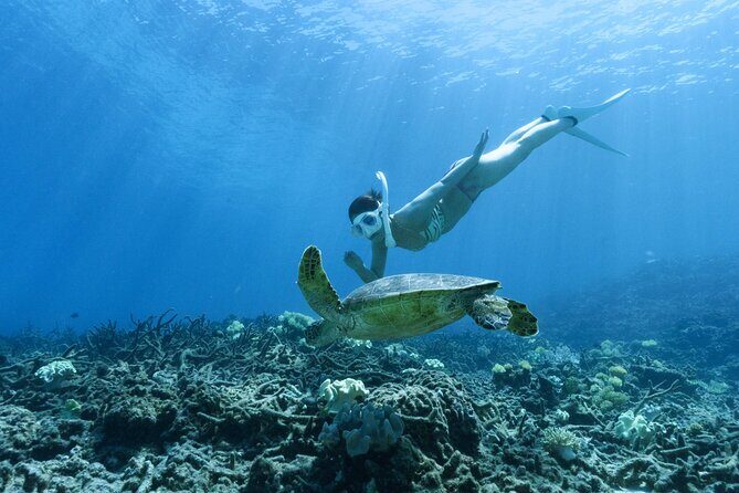 Private snorkeling tour Ishigaki island - What to Expect During Your Tour