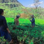 Private Taxi Service Around Sri Lanka with Airport Pickup & Drop - A Detailed Look at the Private Taxi Experience