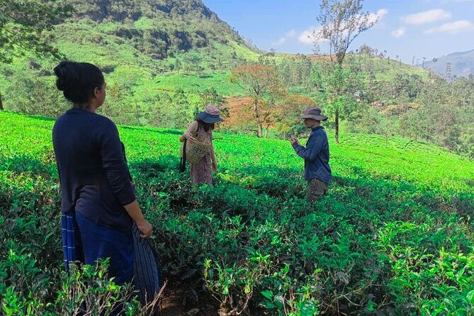 Private Taxi Service Around Sri Lanka with Airport Pickup & Drop - A Detailed Look at the Private Taxi Experience