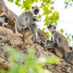 Private Tour from Ella to Tangalle with Udawalawe Safari - From Wilderness to Coast: Arriving in Tangalle