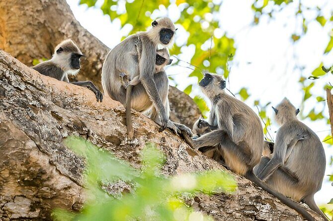 Private Tour from Ella to Tangalle with Udawalawe Safari - From Wilderness to Coast: Arriving in Tangalle